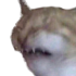 catcringing